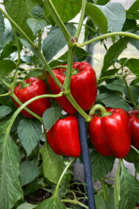 Read more about the article Kübelpflanzen richtig düngen – Gemüse auf Balkon & Terrasse optimal versorgen