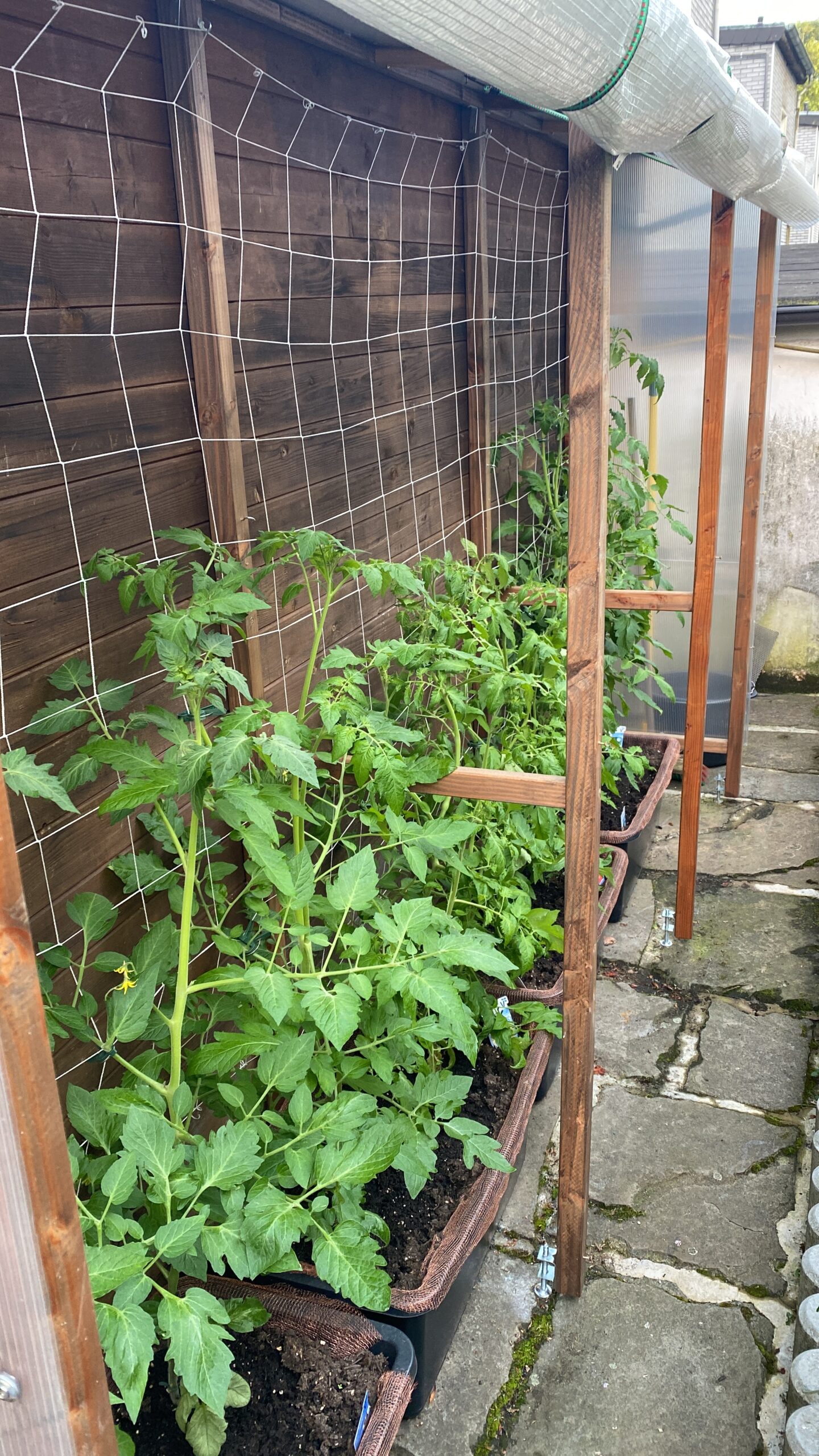 Gärtnern in Kübeln Balkon – Tomaten