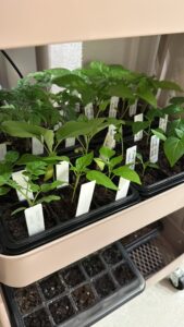 Read more about the article Gemüse Anzucht im Haus – Zubehör, Pflanzenlampen & Anzuchtwagen-HACK