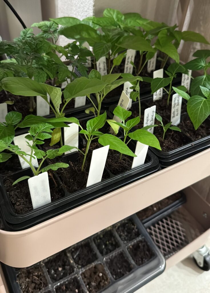 Gärtnern in Kübeln Balkon – Anzucht für Anfänger