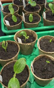 Read more about the article Gemüse vorziehen im Haus – Pflanzplan, Anleitung und Tipps für kräftige Jungpflanzen