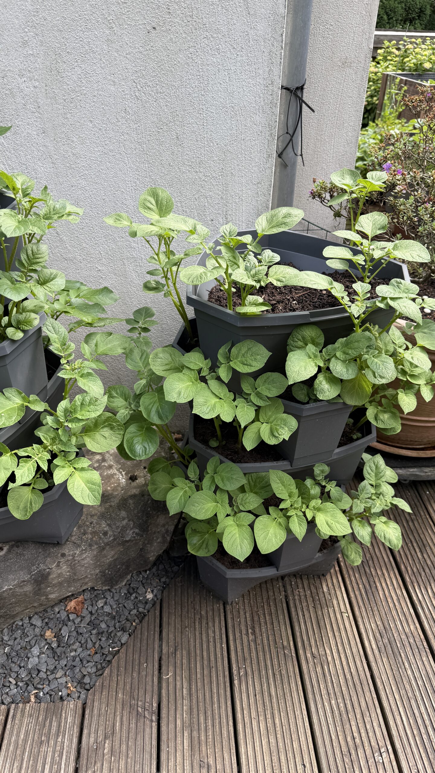 Gärtnern in Kübeln Balkon – Kartoffeln im Kartoffelturm