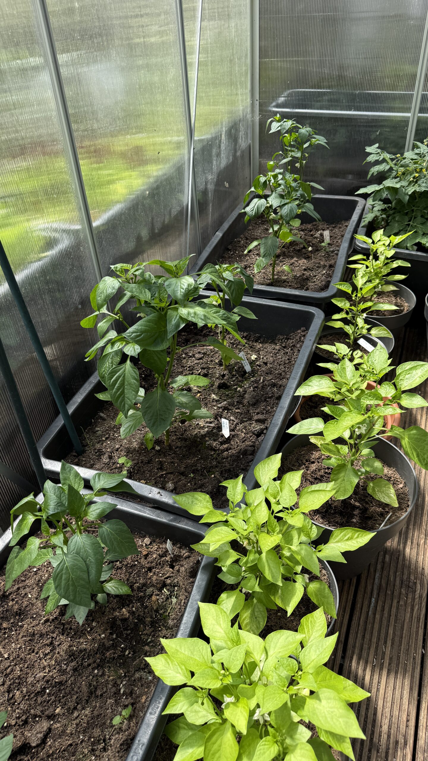 Gärtnern in Kübeln Balkon – Paprika
