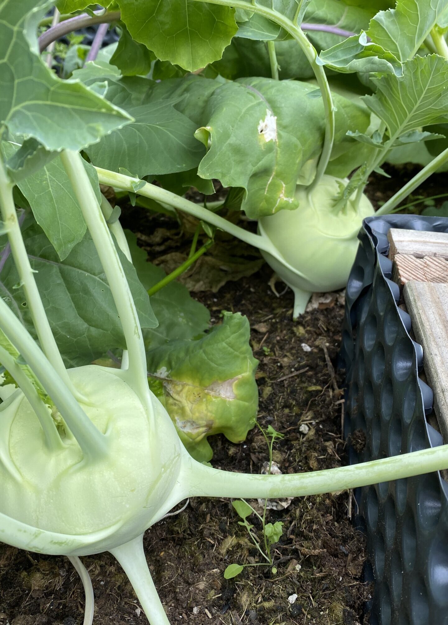 Gärtnern in Kübeln Balkon – Kohlrabi