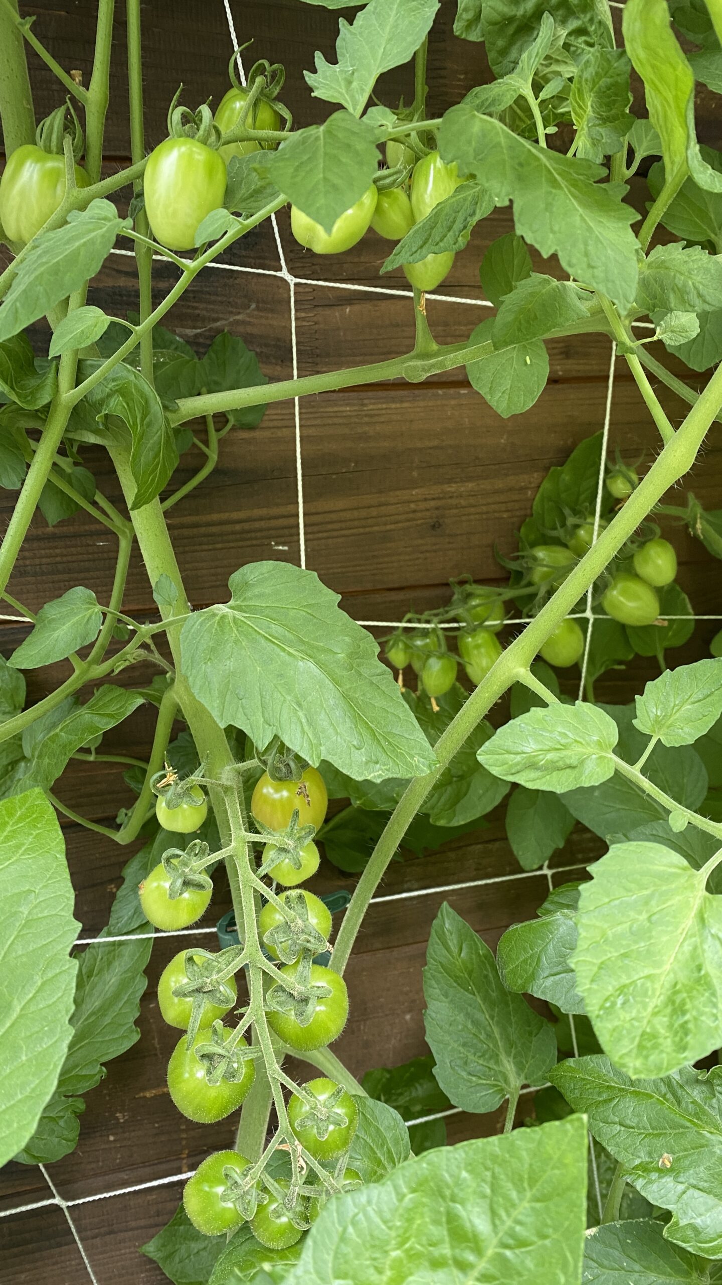 Gärtnern in Kübeln Balkon – Tomaten