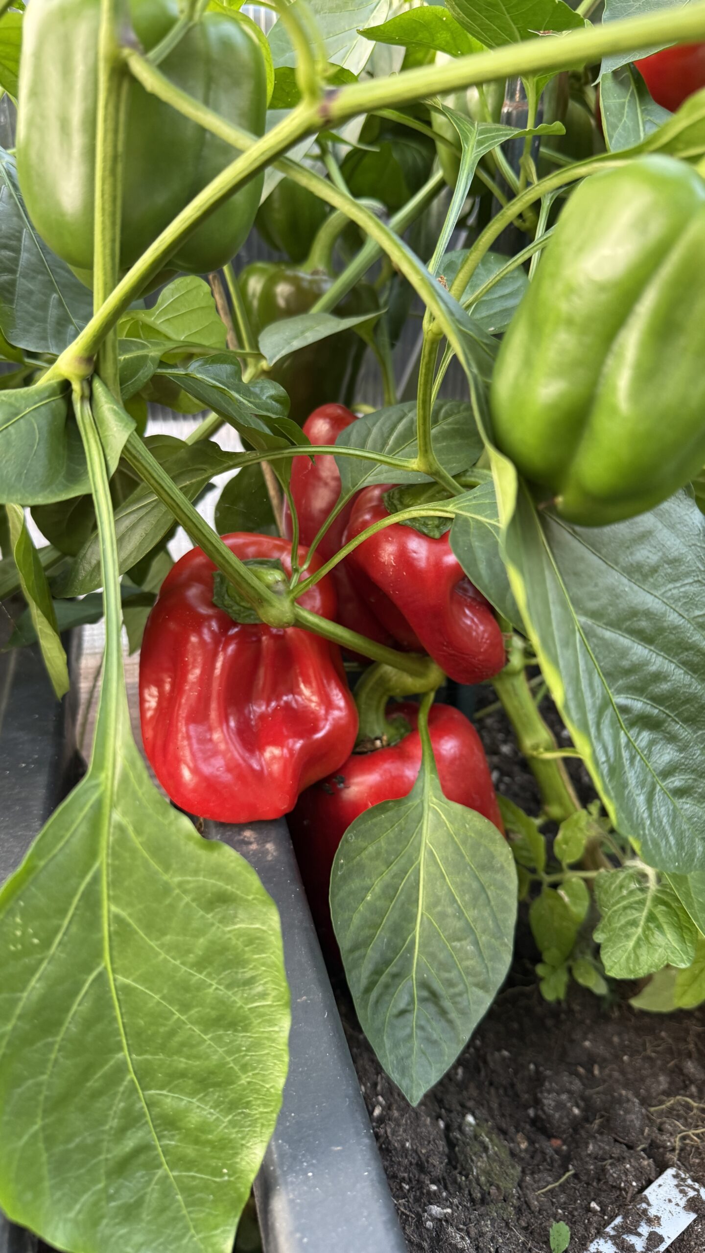 Gärtnern in Kübeln Balkon – Paprika