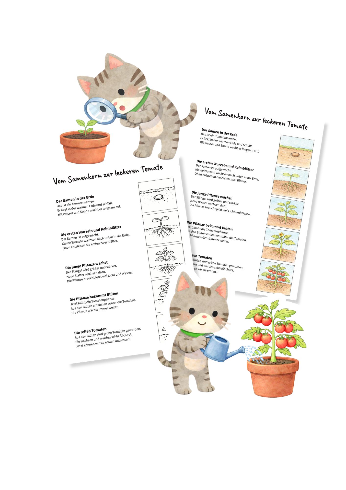 You are currently viewing Gärtnern mit Kindern: GRATIS Tomatenpflanzen-Lernposter mit Bildern zum Ausmalen