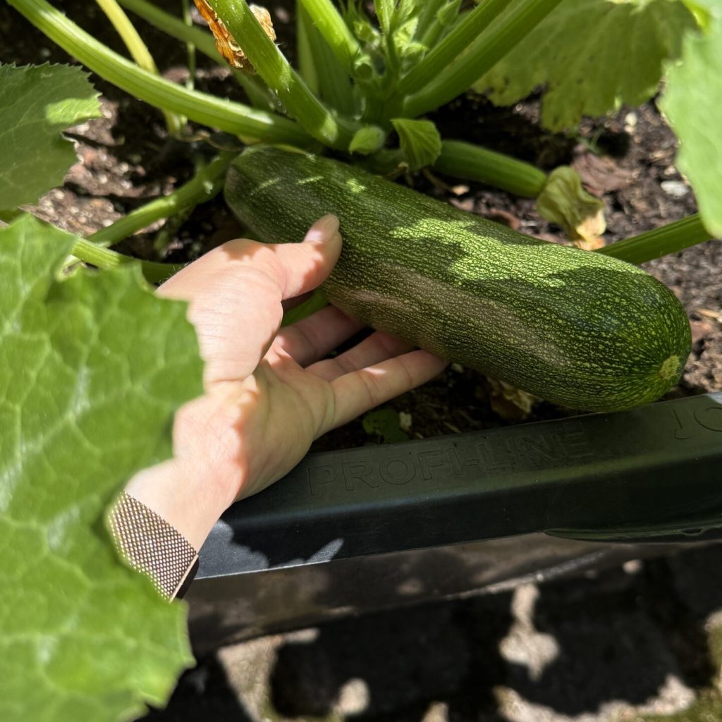Gärtnern in Kübeln Balkon – Zucchini